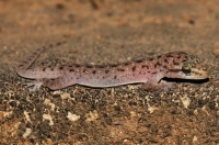 Hemidactylus brookii, Uppuveli