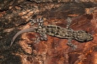 Leschenault's Leaf-toed Gecko (Hemidactylus leschenaultii), Uppuveli