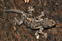 Hemidactylus leschenaultii, Uppuveli