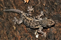 Hemidactylus leschenaultii