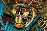 Green sea turtle (Chelonia mydas), Uppuveli