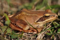 Rana dalmatina 