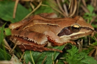 R. dalmatina