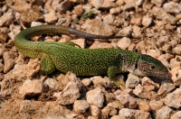 Adultní Lacerta viridis z Rimetu