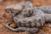 Macrovipera lebetinus, Zincirli