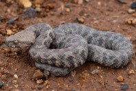 Macrovipera lebetinus, Zincirli