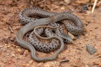 Dolichophis jugularis, Zincirli