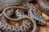 Dolichophis jugularis, Zincirli