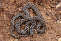 Dolichophis jugularis, Zincirli