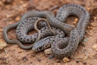 Dolichophis jugularis, Zincirli