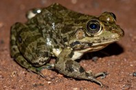 Pelophylax bedriagae, Aktepe