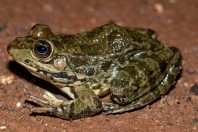 Pelophylax bedriagae, Aktepe