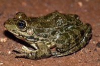 Pelophylax bedriagae, Aktepe