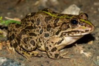 Pelophylax bedriagae, Aktepe