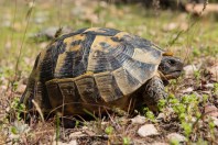 Testudo graeca, Arpalıuşağı