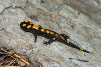 Salamandra infraimmaculata, Uzunziyaret Tepesi