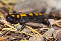 Salamandra infraimmaculata, Uzunziyaret Tepesi