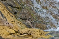 Natrix tessellata, Serinyol