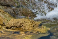 Natrix tessellata, Serinyol