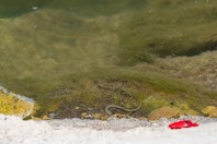 Natrix tessellata, Serinyol