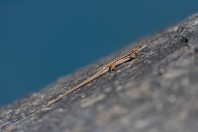 Ophisops elegans, Serinyol