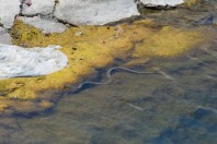Natrix tessellata, Serinyol