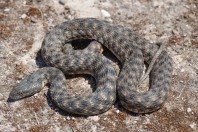 Natrix tessellata, Serinyol