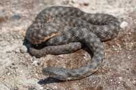 Natrix tessellata, Serinyol