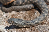 Natrix tessellata, Serinyol