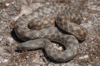 Natrix tessellata, Serinyol