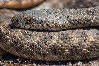 Natrix tessellata, Serinyol
