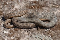 Natrix tessellata, Serinyol