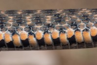 Natrix tessellata, Serinyol
