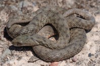 Natrix tessellata, Serinyol