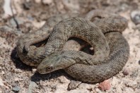 Natrix tessellata, Serinyol