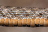 Natrix tessellata, Serinyol