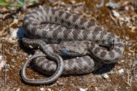 Hemorrhois nummifer, Serinyol