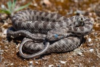 Hemorrhois nummifer, Serinyol
