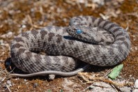 Hemorrhois nummifer, Serinyol