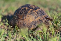 Testudo graeca, Suçıkağı