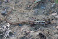 Ophisops elegans, Suçıkağı