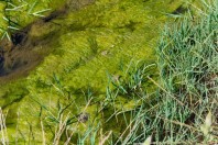 Pelophylax bedriagae, Yalangoz