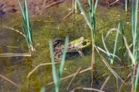 Pelophylax bedriagae, Yalangoz