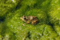 Pelophylax bedriagae, Yalangoz