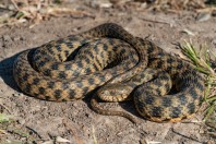 Natrix tessellata, Güventaşı