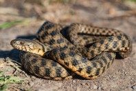 Natrix tessellata, Güventaşı