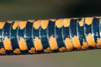 Natrix tessellata, Güventaşı