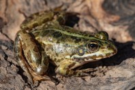 Pelophylax bedriagae, Güventaşı