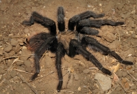 Sklípkan Aphonopelma chalcodes, Chino Hills