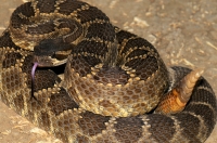 Crotalus o. helleri